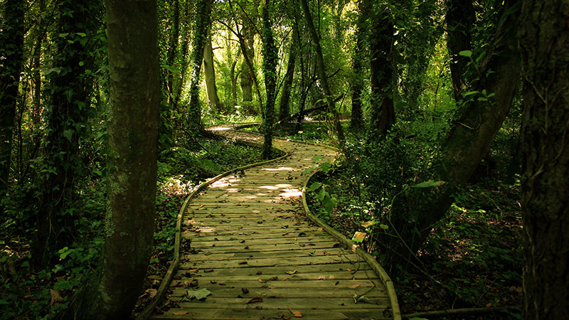 Astrology Forecast for the Week of August 8, 2022 through August 14, 2022